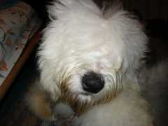 �e�B�A�q�̐Q��