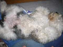 �e�B�A�q�̐Q�p