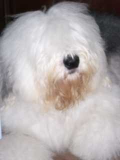 �t���t���̃e�B�A�q