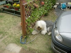 �����̂��߂��Ŋu���̃e�B�A�q