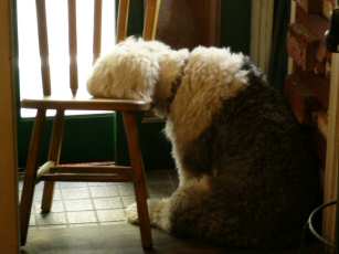 �e�B�A�R�̐Q�p