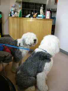 �}�j�b�V���N�ƌĂ΂�ăe�B�A�q���S�z�����ȕ��͋C