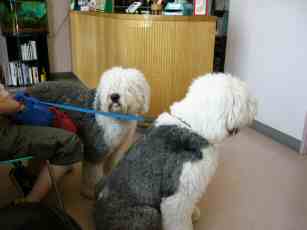 ��l�ŕs���ȕa�@