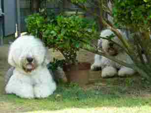 �l�ƃe�B�A�q�����ăw�g�w�g