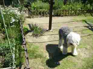 �V���[�g�J�b�g�ɂ�����e���A���Ɏ����e�B�A�q