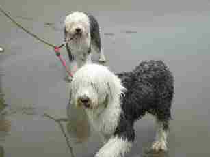 �l�����̊C���~