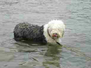 �e�B�A�q���C����