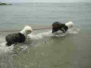 �C�̒��ŎU����