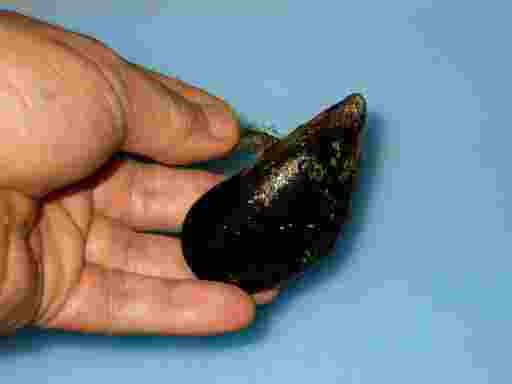 ���[���L�̉�����