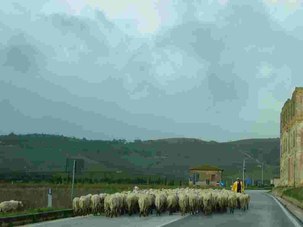 イタリア,羊の群れ