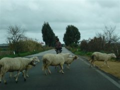 Trapani アルカモからマルサラに向かった道路を横断する羊と飼い主